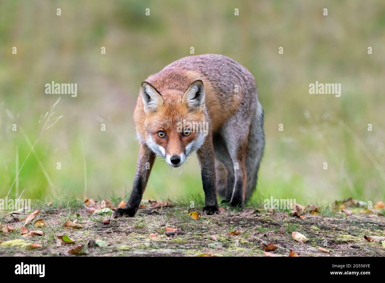 Curieux renard roux (Vulpes vulpes) regardant directement dans l'appareil photo dans le champ en automne Banque D'Images