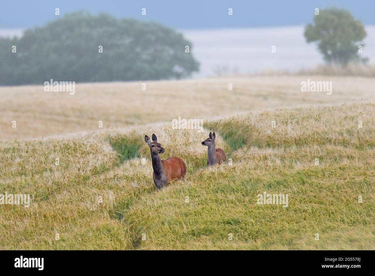 Cerf de Virginie (Cervus elaphus) femelle / arrière avec jeunes veaux fourrager dans le champ de blé / champ de maïs dans la brume en été Banque D'Images