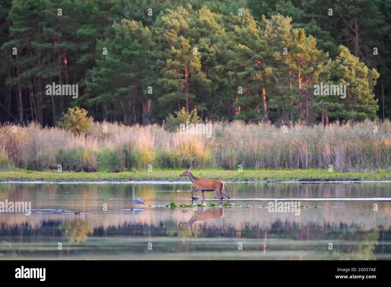 Cerf rouge (Cervus elaphus) femelle / arrière et héron gris (Ardea cinerea) dans les eaux peu profondes de l'étang au bord de la forêt à la fin de l'été Banque D'Images