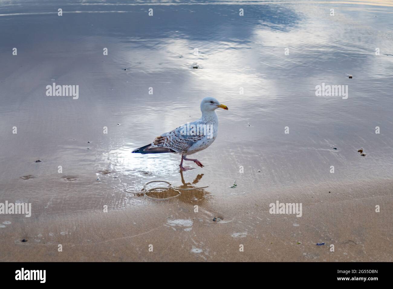 Mouette marchant sur du sable humide avec un reflet de nuages et de goélands Banque D'Images