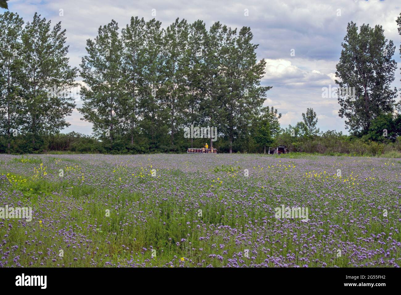 Le apiculteur contrôle ses ruches, qui sont situées au milieu d'un champ avec des fleurs de miel. Banque D'Images