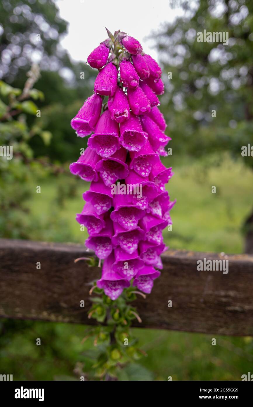 Digitalis purpurea 'violet de Dalmatie' (série Dalmatien) foxglove Banque D'Images