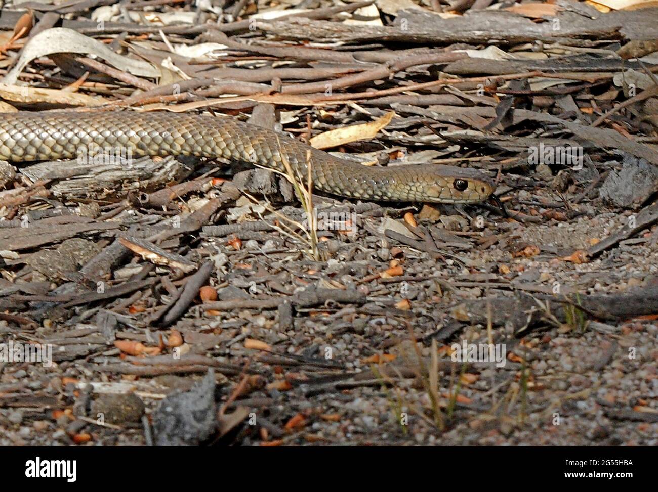 Le serpent brun de l'est (Pseudonaja textilis) se déplace sur le sol forestier sec Girraween NP, Queensland, Australie Janvier Banque D'Images