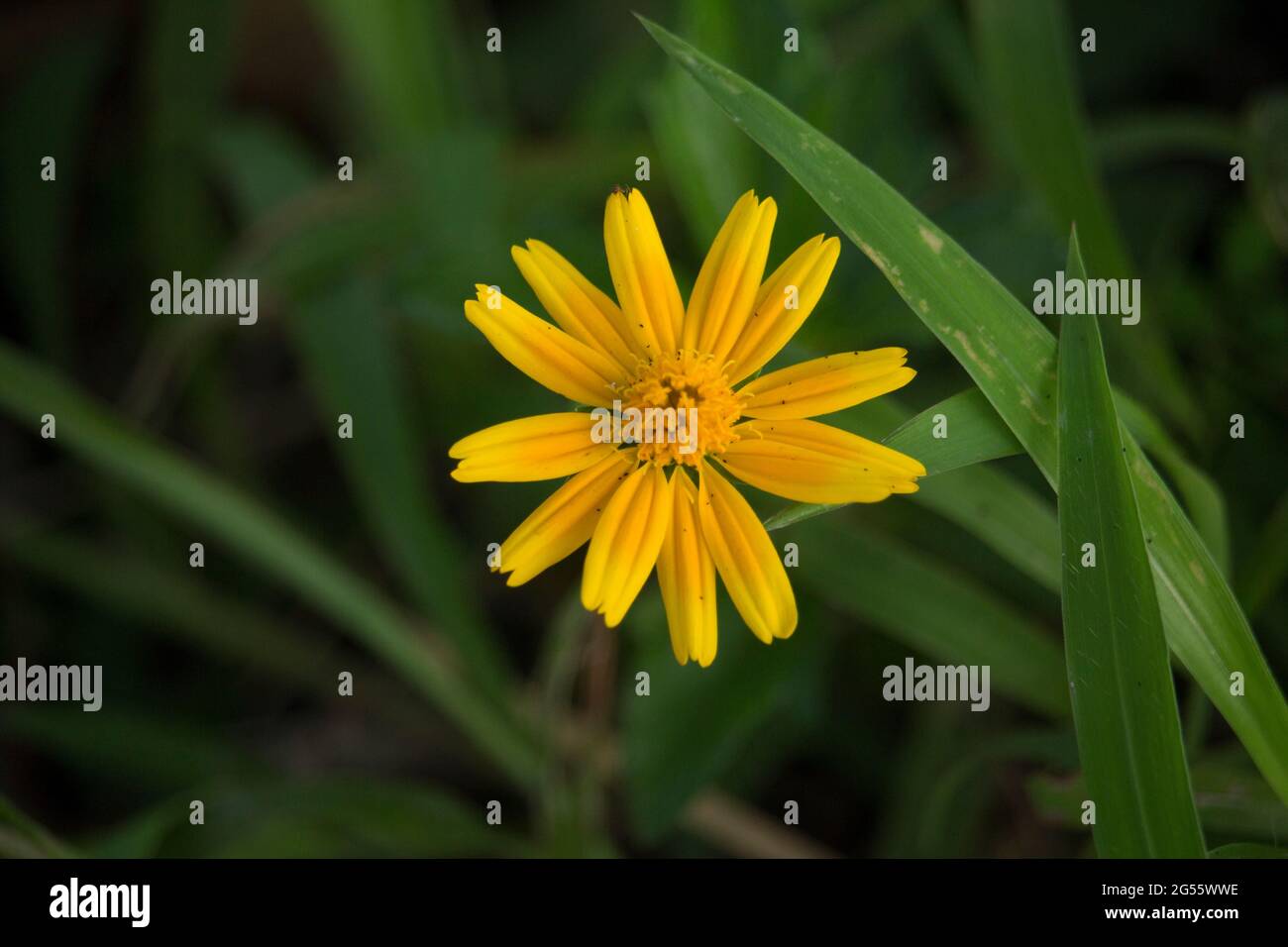 Détails macro de la fleur de Cosmos de soufre d'été. Banque D'Images