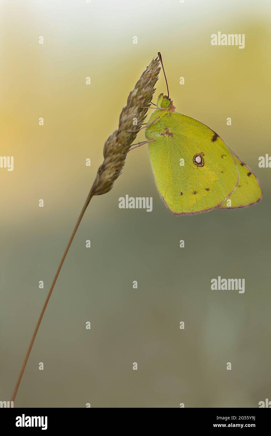 Jaune nuageux (Colias croceus) Banque D'Images