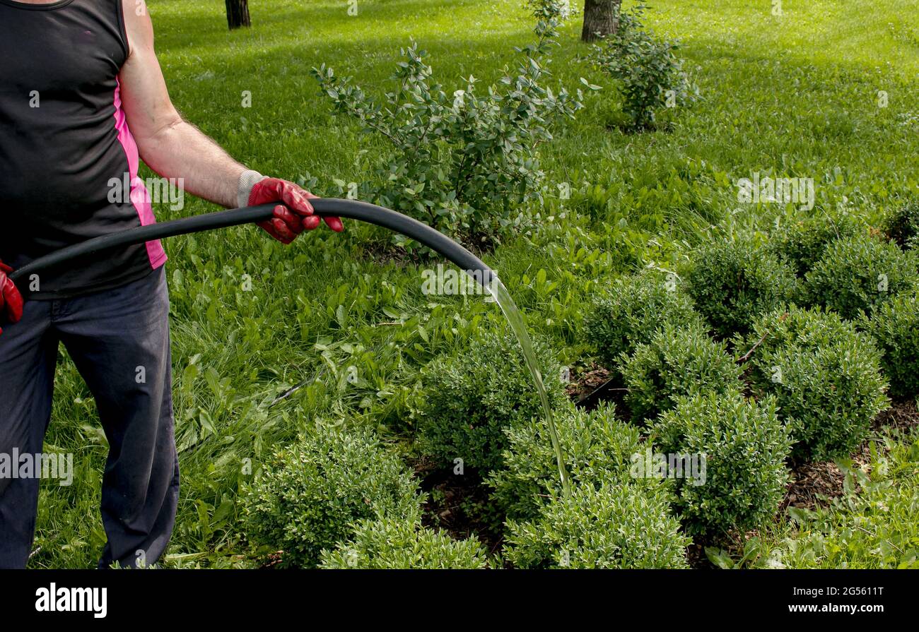 Gros plan d'un homme arrosoir des plantes dans un parc de la ville. Le service municipal de la ville effectue des travaux sur l'entretien des espaces verts. Banque D'Images