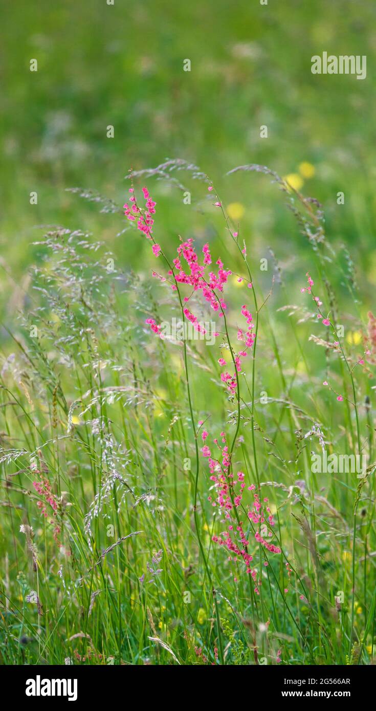 Beau rouge parmi la longue herbe verte le trisel commun de mouton (Rumex acetosella) Banque D'Images