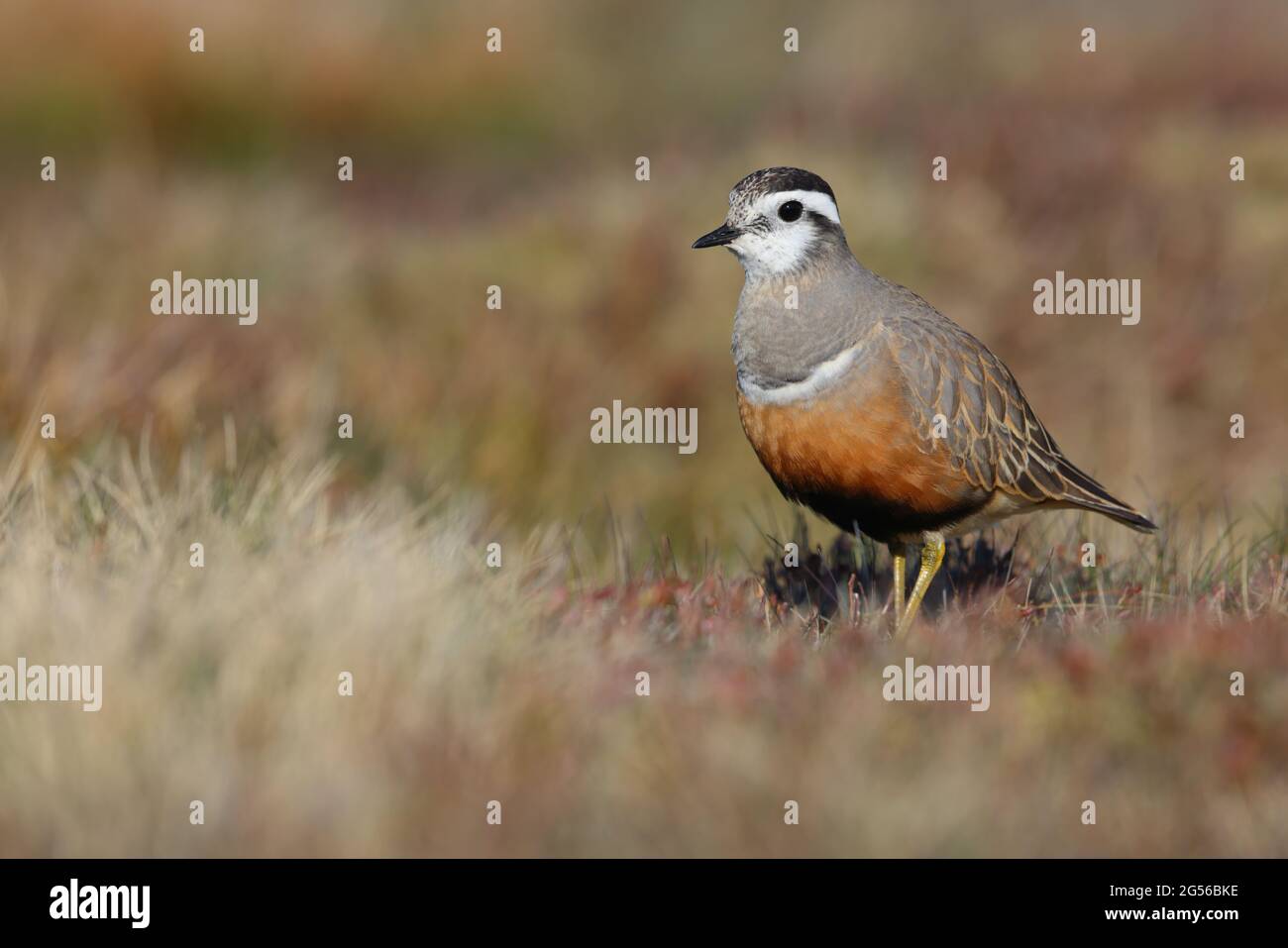 Une femelle adulte de Dotterel eurasien (Charadrius morinellus) dans le plumage de reproduction au poste de migration traditionnel de Pendle Hill, Lancashire, Royaume-Uni Banque D'Images