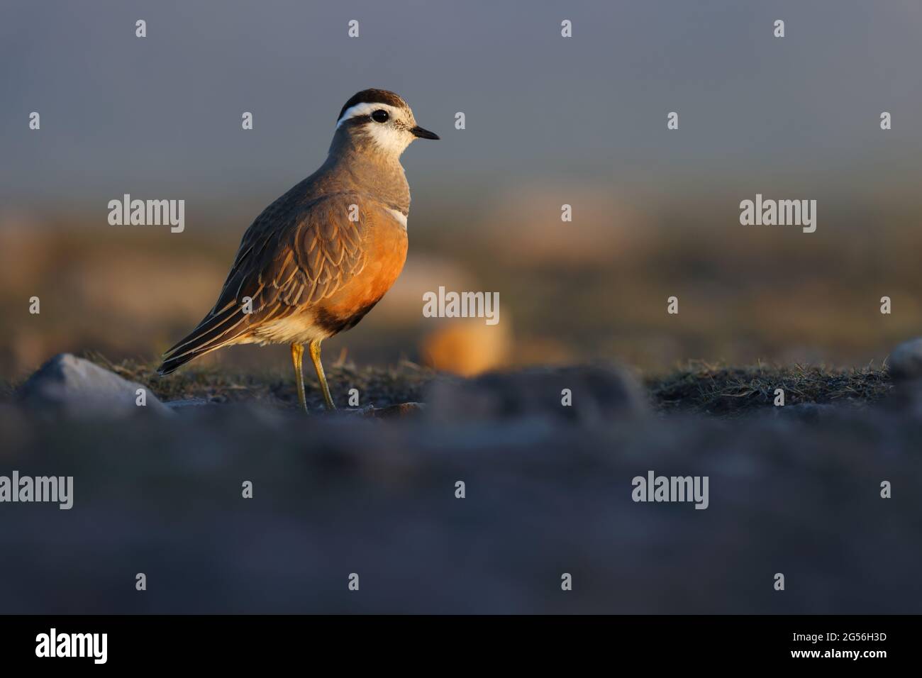 Une femelle adulte de Dotterel eurasien (Charadrius morinellus) dans le plumage de reproduction au poste de migration traditionnel de Pendle Hill, Lancashire, Royaume-Uni Banque D'Images