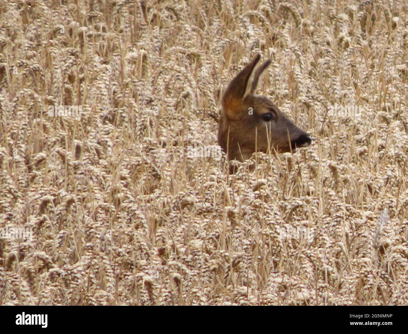 Biche sauvage dans un champ de blé Banque D'Images