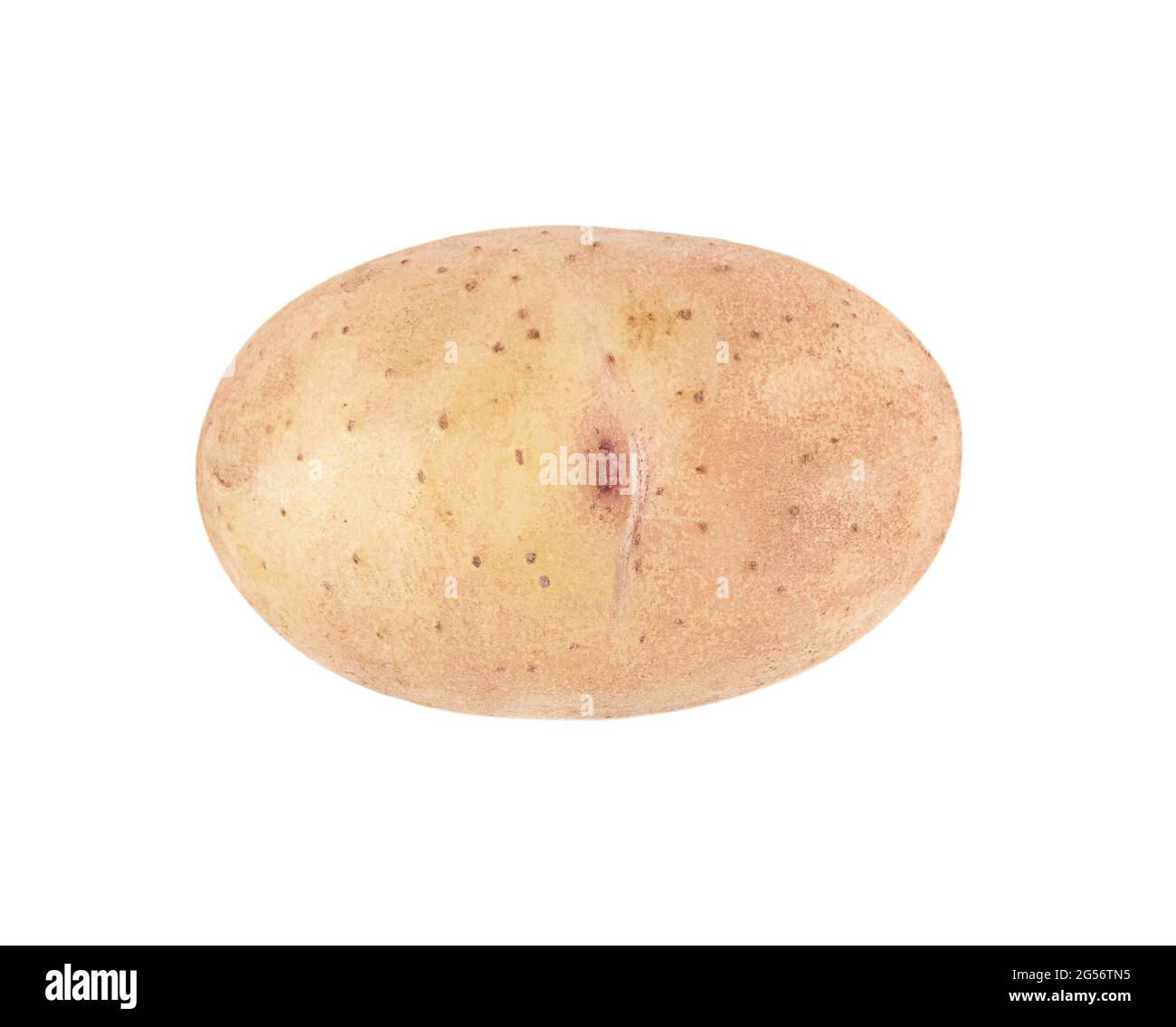 Un jeune potatoe isolé sur fond blanc. Banque D'Images
