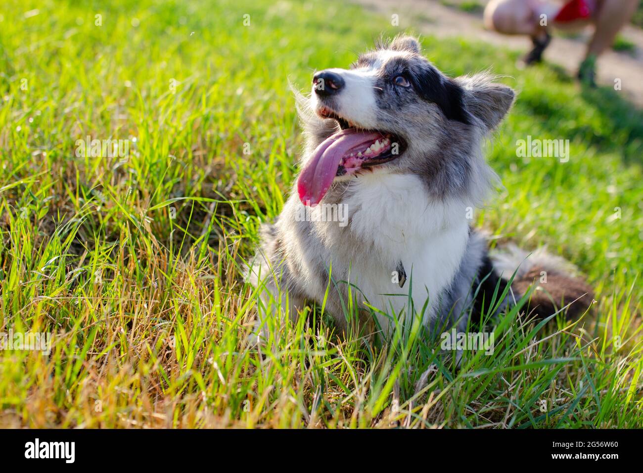 Gilet Welsh Corgi sur gazon vert en extérieur Banque D'Images