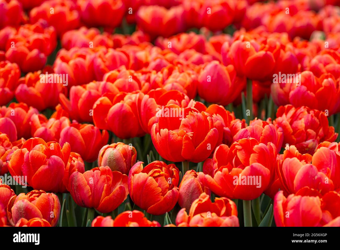 Magnifique champ de tulipes rouges ou de corail gros plan. Fond de printemps avec des tulipes tendres. Fond floral rouge Banque D'Images