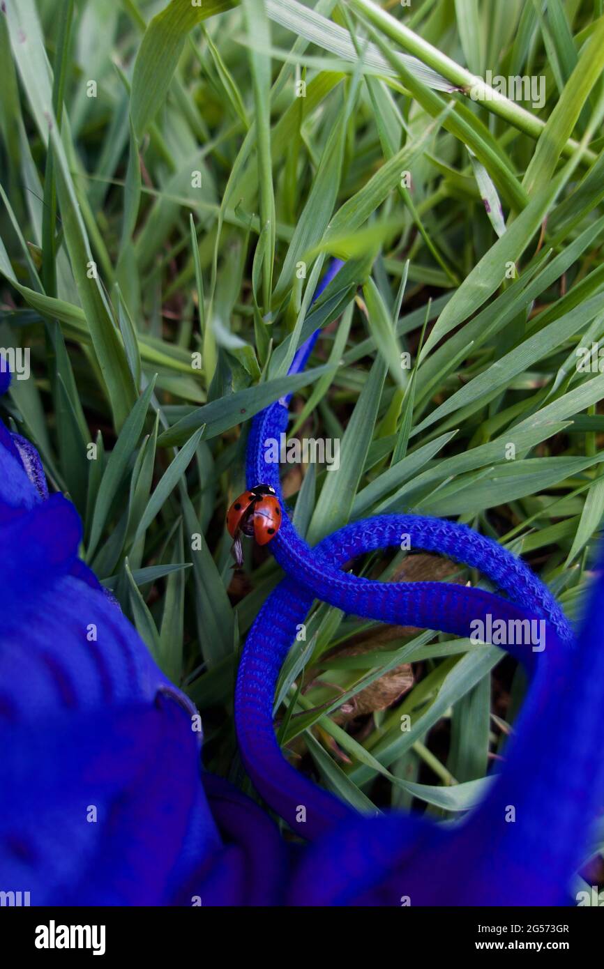 Ladybird sur l'herbe de cordonnet sur l'arrière-plan Banque D'Images