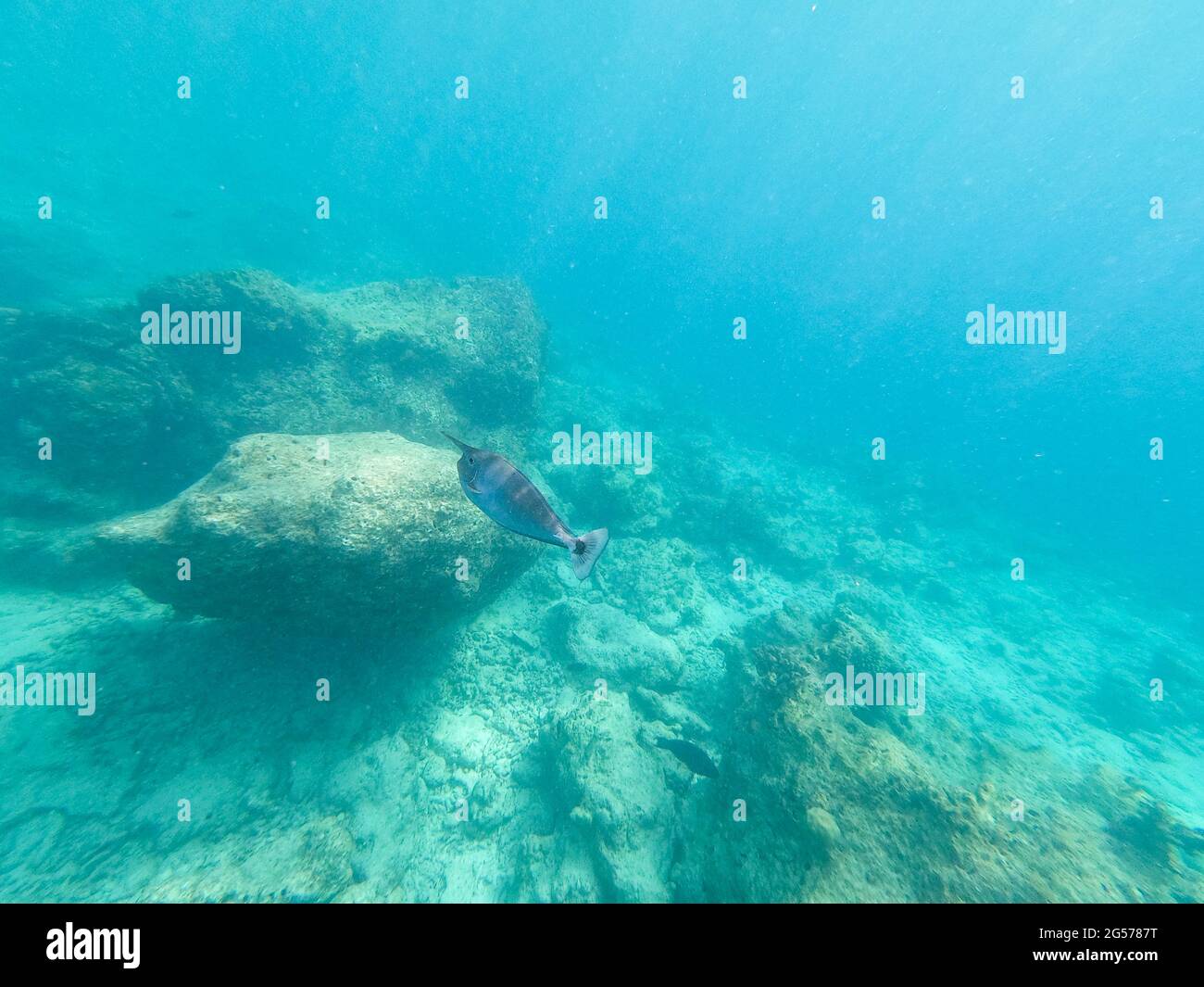 Unique Unicorn poissons nageant au-dessus du récif, Atoll d'Ari Sud, Maldives Banque D'Images