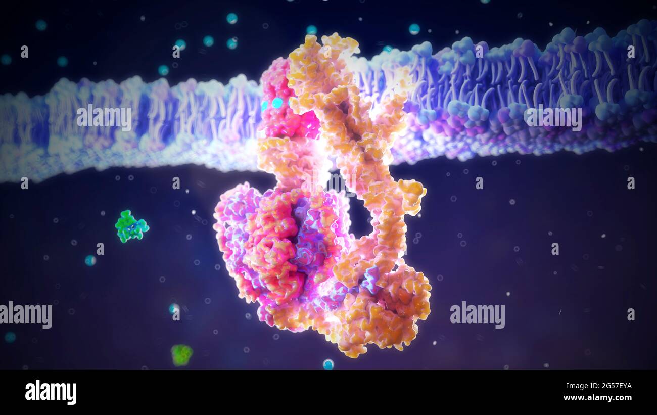 Complexe enzymatique ATP synthase, illustration. Le complexe enzymatique de l'ATP synthase pilote la synthèse de la molécule porteuse d'énergie ATP (adénosine triphos Banque D'Images