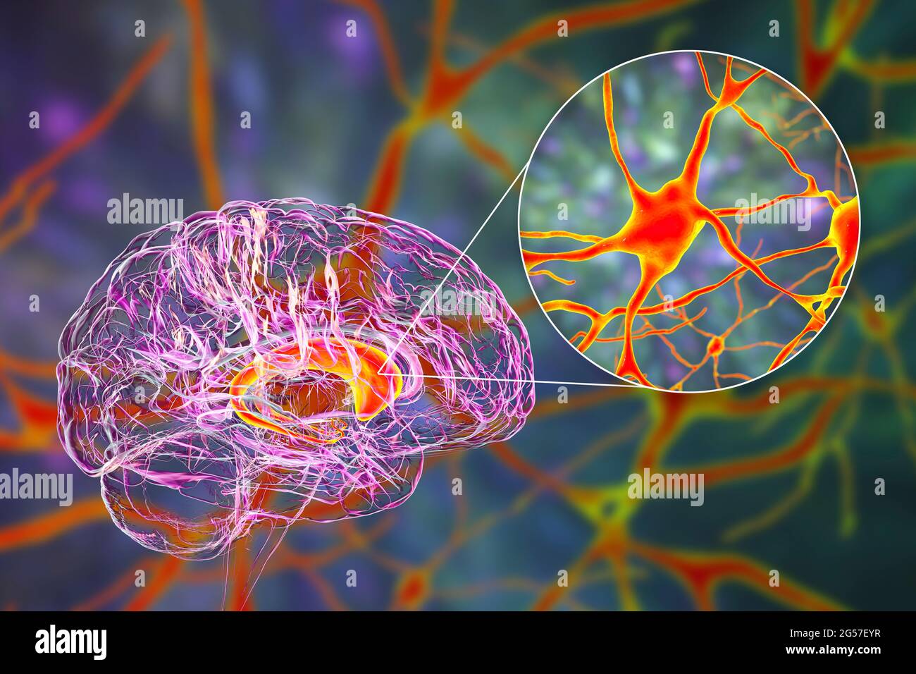 Noyaux caudé mis en évidence dans le cerveau humain, illustration Banque D'Images