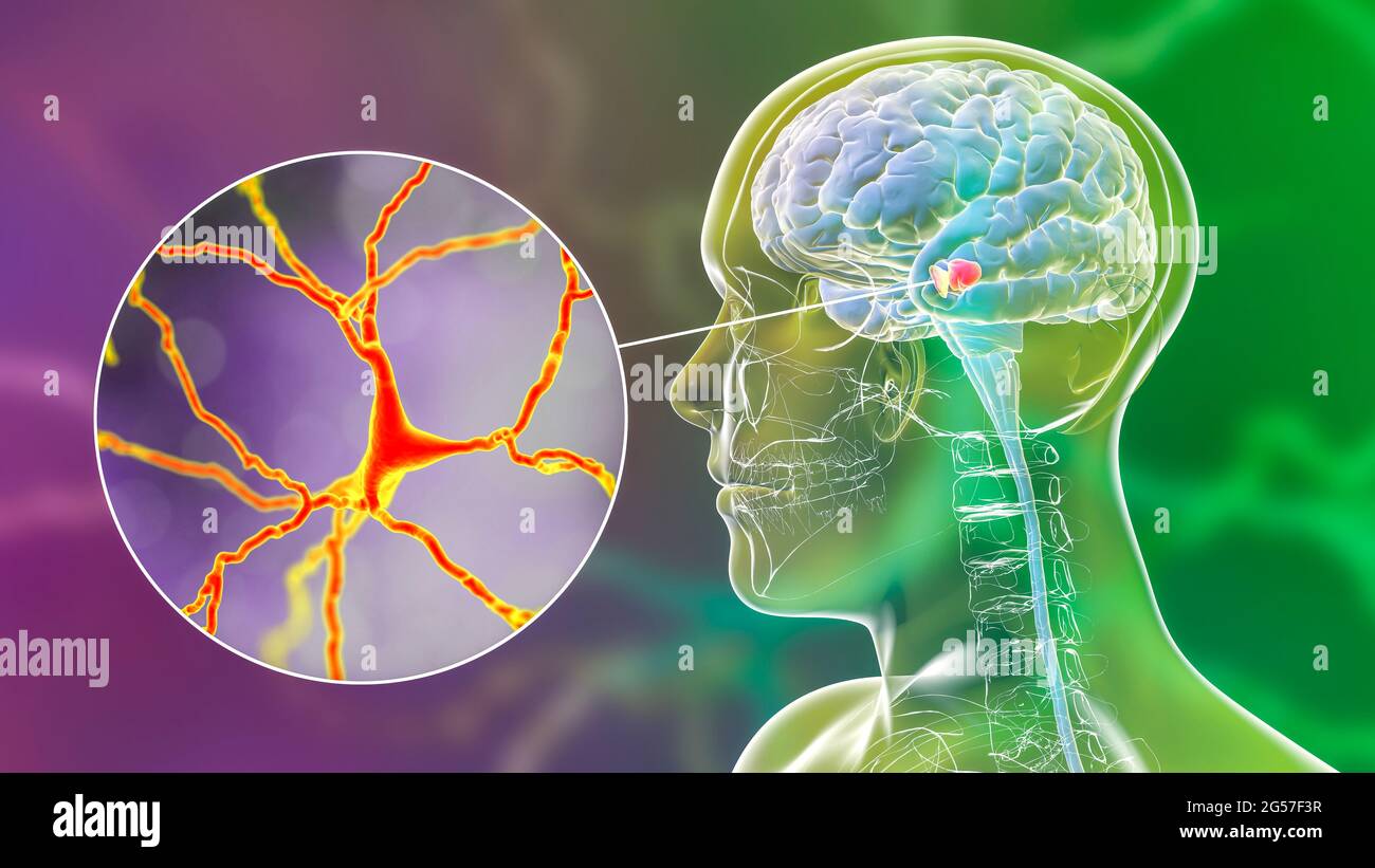 Corrobora nigra et neurones dopaminergiques, illustration Banque D'Images