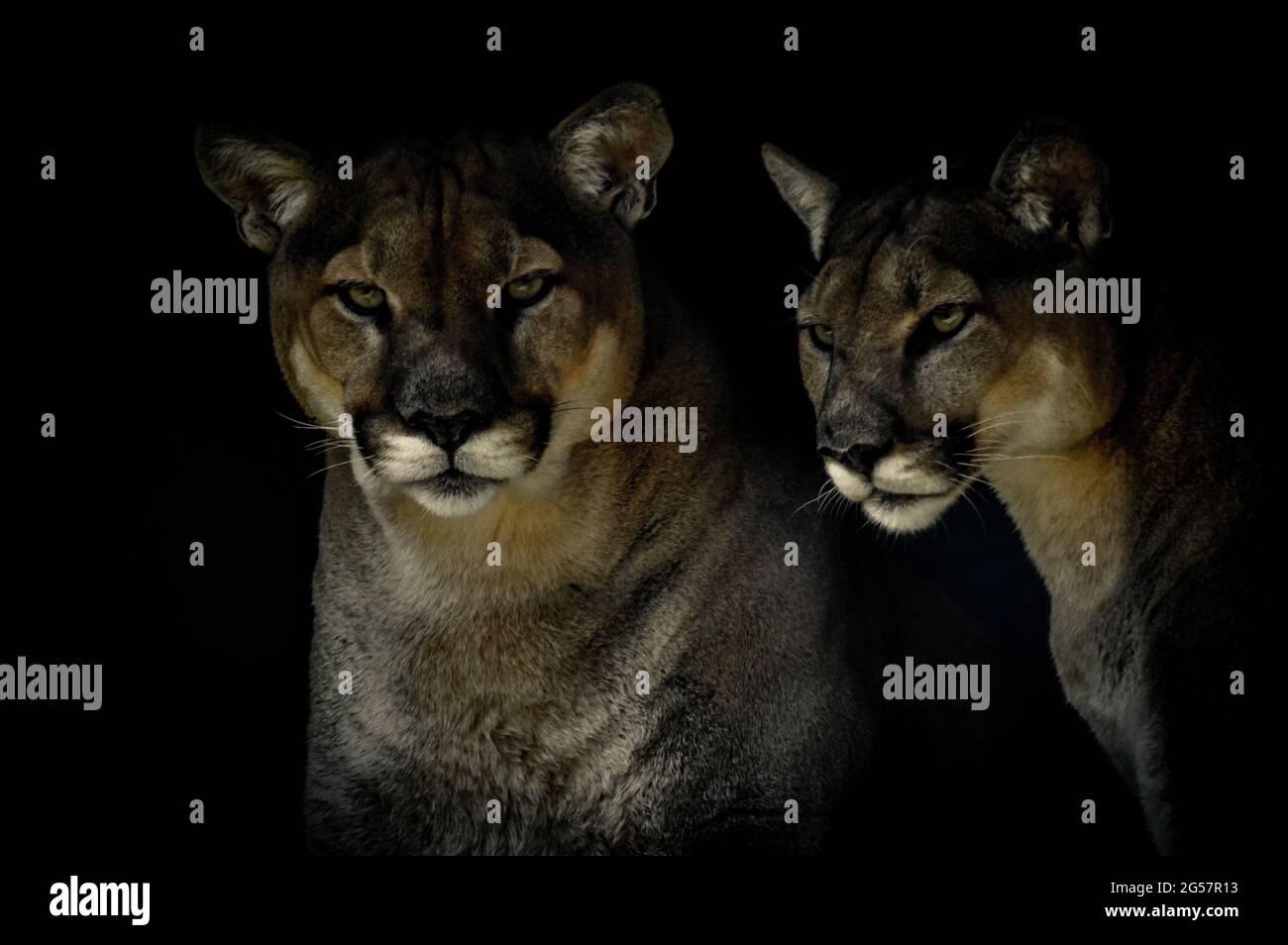 Portrait artistique d un Cougar ou d un lion de montagne ou Puma