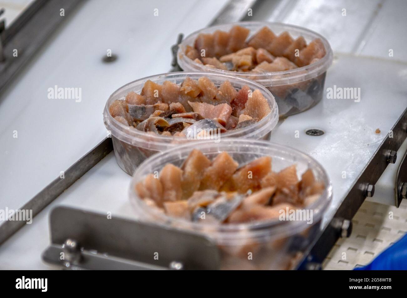 Morceaux de filet de hareng dans des bidons en plastique sur un convoyeur. Banque D'Images