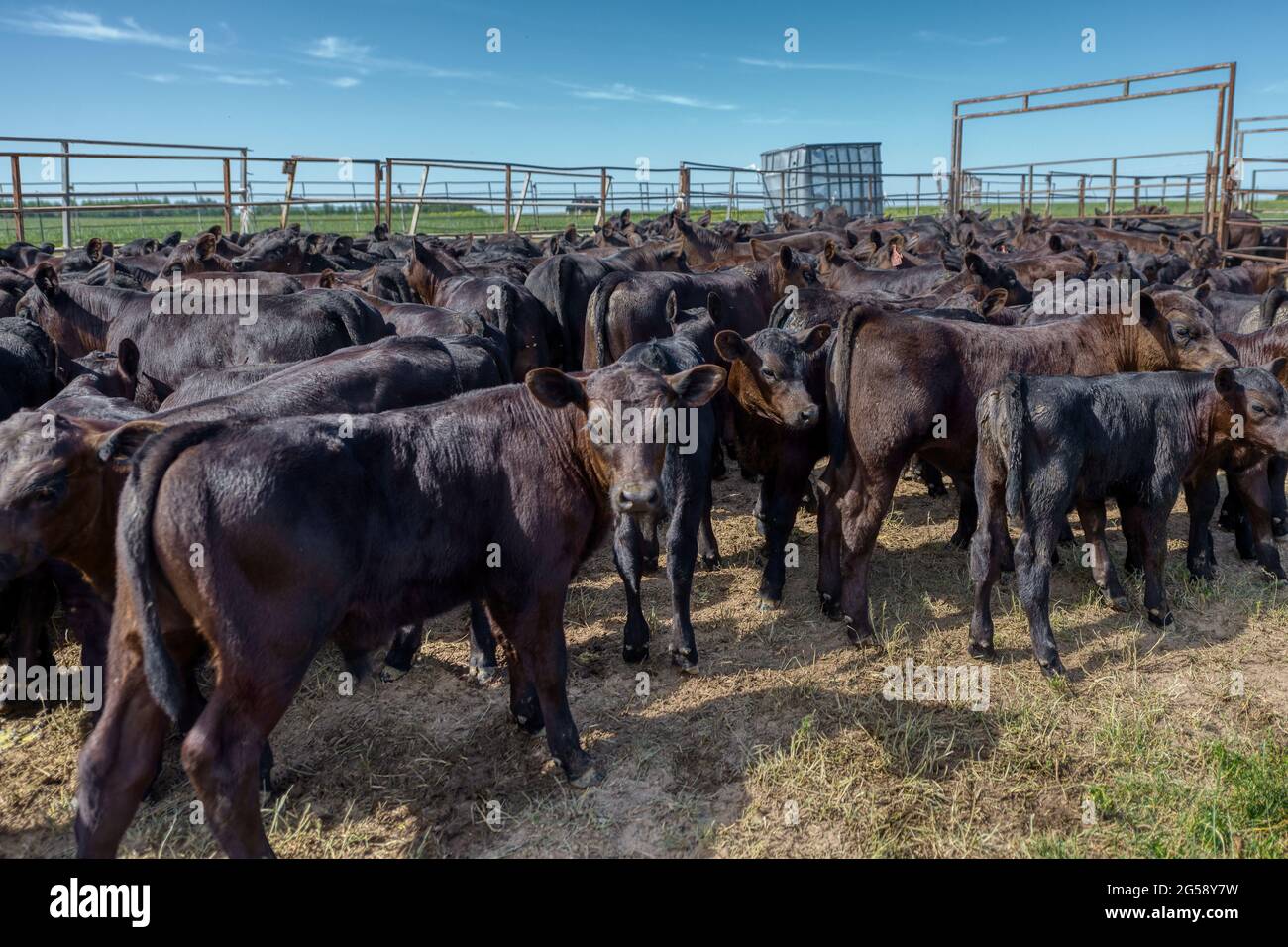 Yeux de vache black angus Banque de photographies et d’images à haute