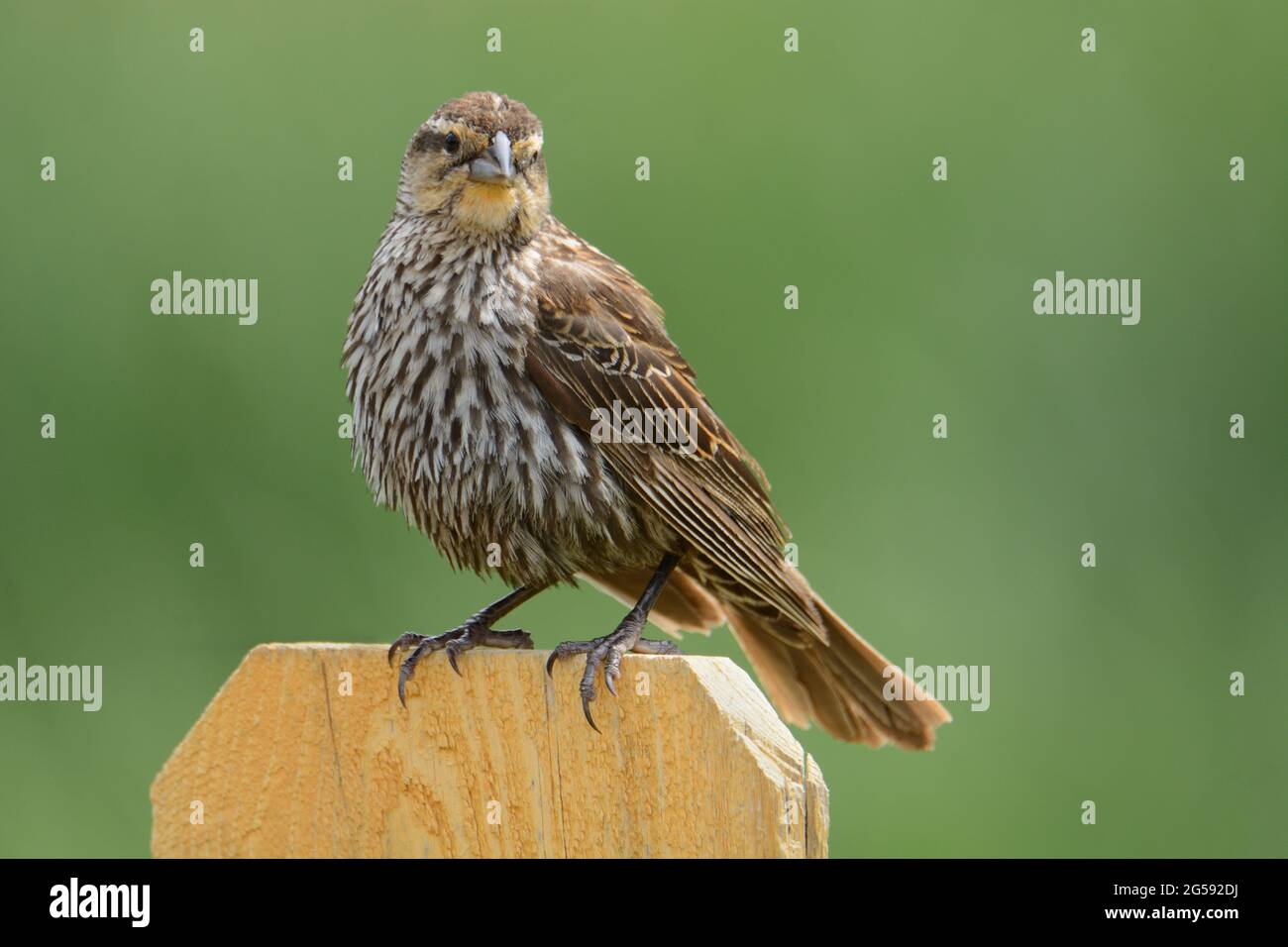 Femelle d'oiseau noir ailé rouge ou Agelaius phoeniceus perchée sur un poteau de clôture sur fond vert Banque D'Images