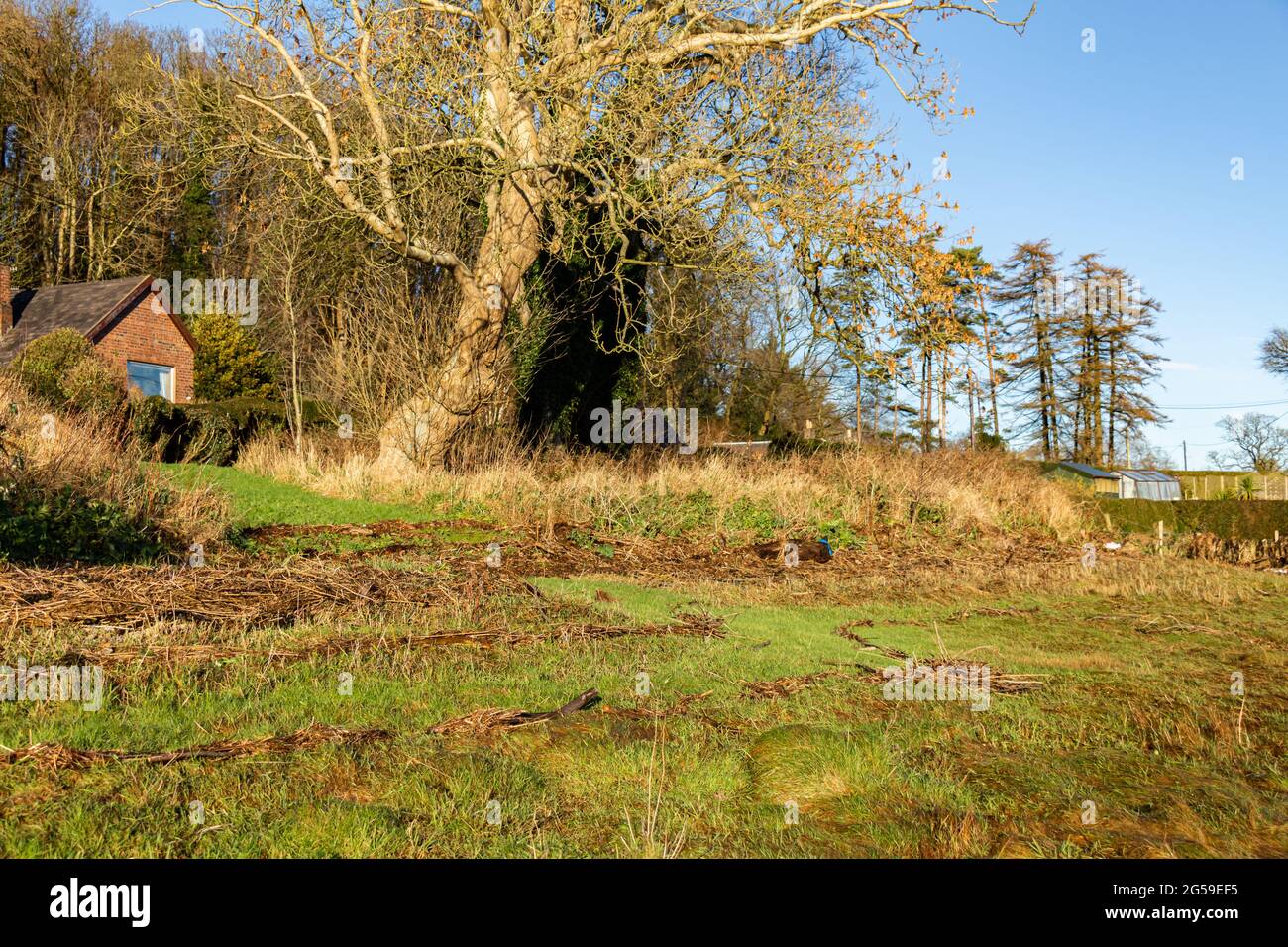 Zone rack montrant les débris de la ligne de marée haute sur un marais salé d'estuaire en hiver en Écosse Banque D'Images