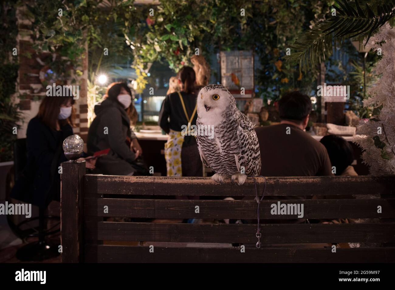Des gens avec des hiboux dans un café hibou à Tokyo, au Japon Banque D'Images