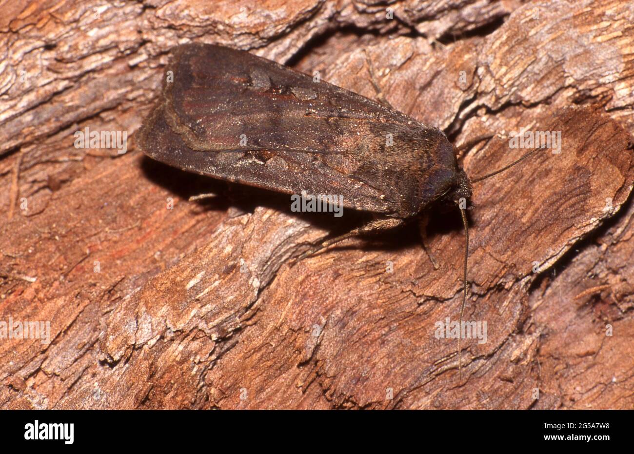 LA TEIGNE DE BOGONG (AGROTIS INFUSA) EST UNE ESPÈCE TEMPÉRÉE DE TEIGNE VOLANTE DE NUIT Banque D'Images