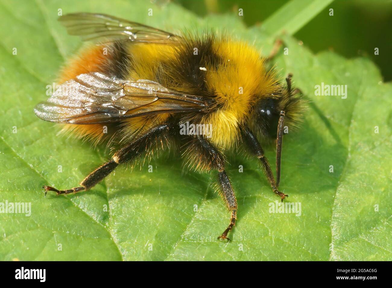Gros plan d'un mâle champ de peptoparasites cuckoo-Bee, Bombus campestris pollinisant sur une fleur Banque D'Images