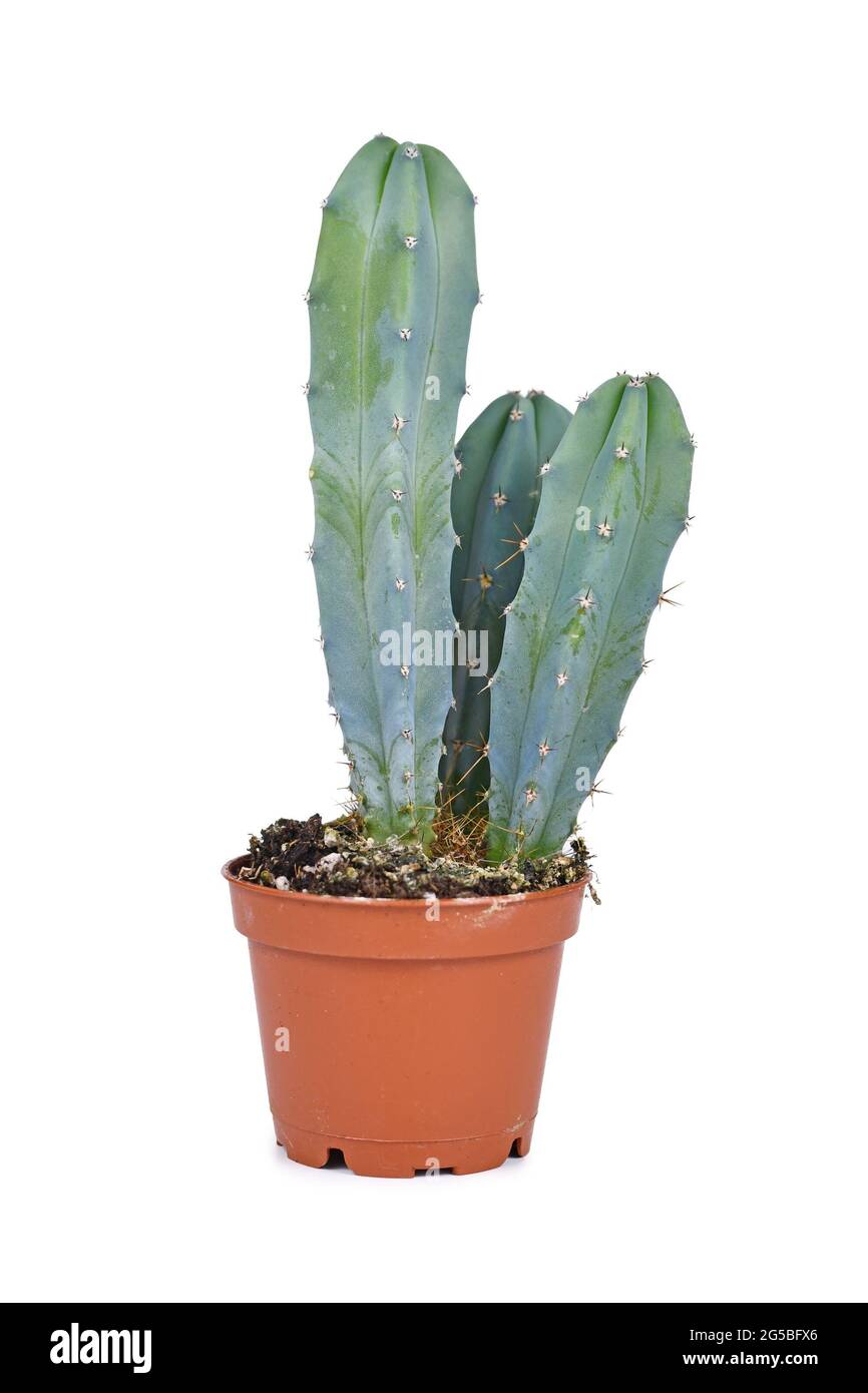 Cereus Cactus maison dans pot de fleur isolé sur fond blanc Banque D'Images