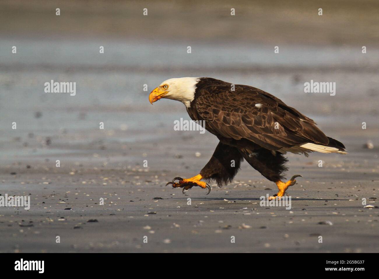 Photo sélective d'un aigle à tête blanche marchant sur la plage en plein jour Banque D'Images