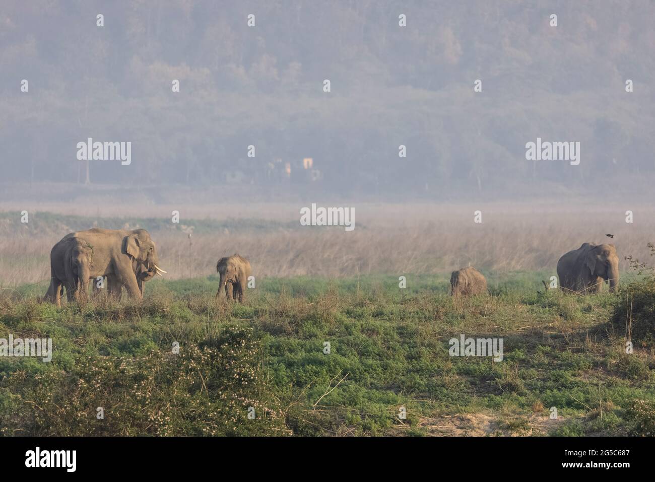 Troupeau d'éléphants indiens (Elepha maximus indicus) dans la forêt du parc national Jim corbett. Banque D'Images