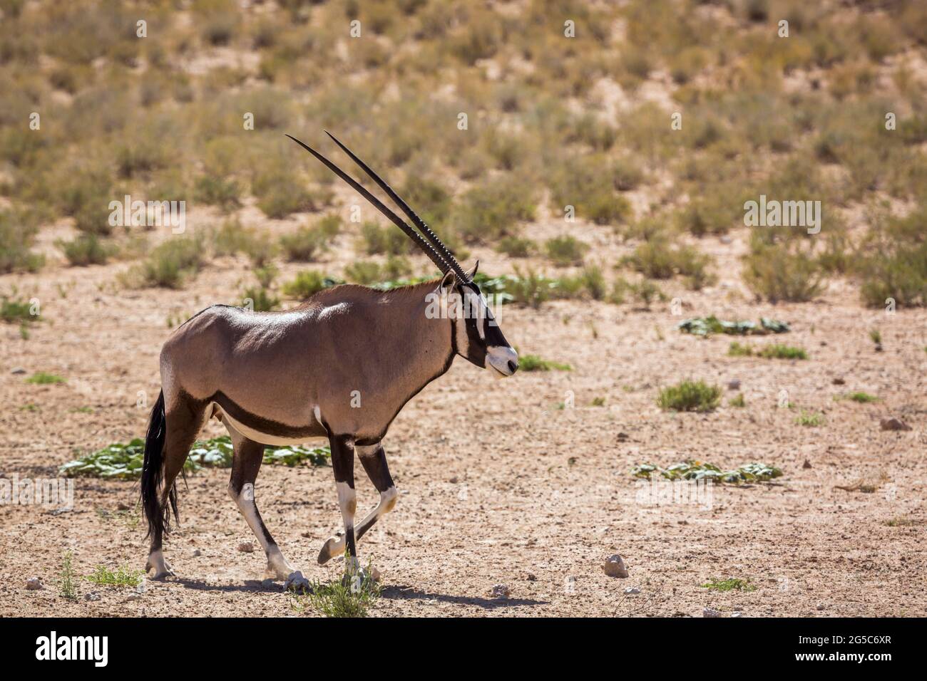 Oryx d'Afrique du Sud dans le parc transfrontier de Kgalagadi, Afrique du Sud; espèce Oryx gazella de la famille des Bovidae Banque D'Images