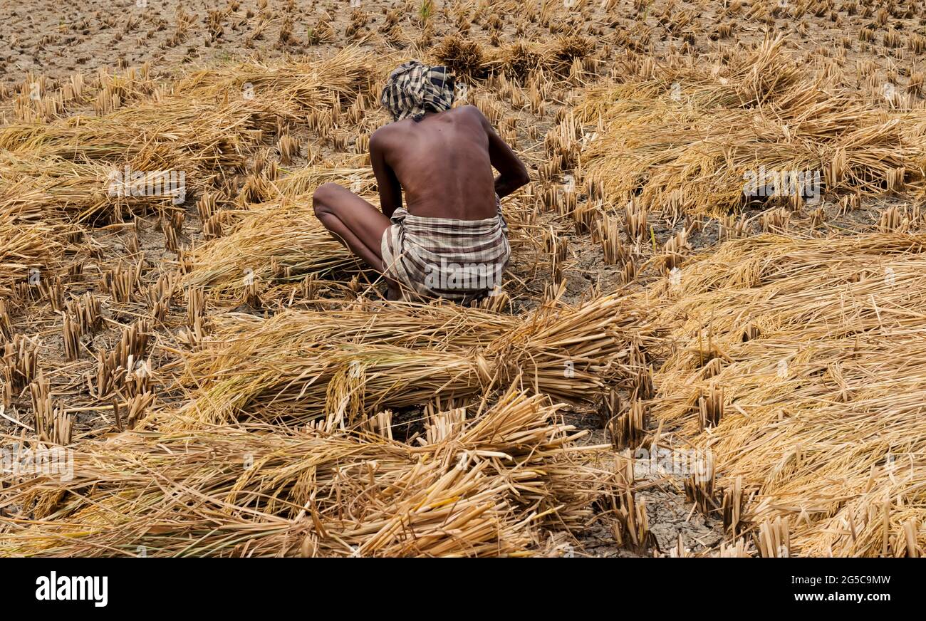 Vieille femme coupant du riz dans les champs Banque D'Images