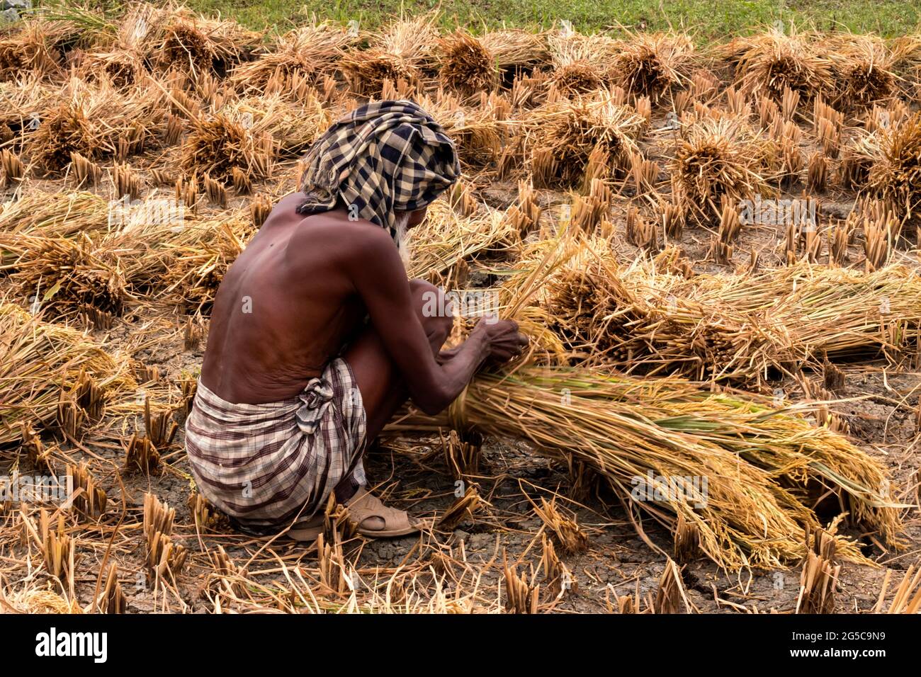 Vieille femme coupant du riz dans les champs Banque D'Images