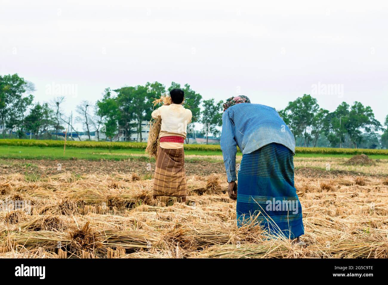 Vieille femme coupant du riz dans les champs Banque D'Images