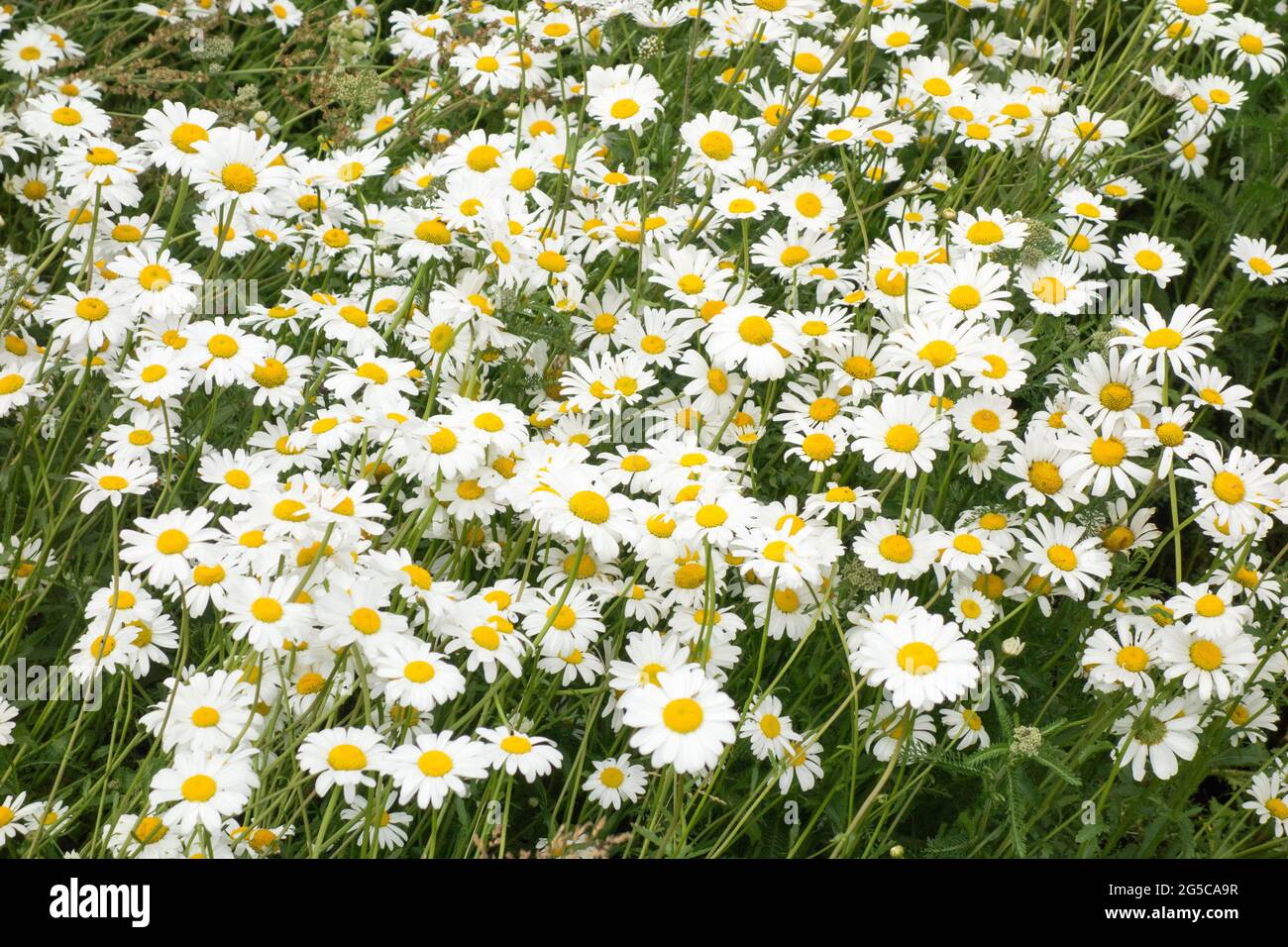 Un domaine de Shasta Daisies Banque D'Images