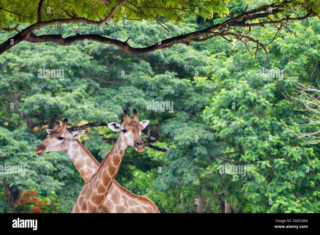 Deux girafes sauvages de nature traversent la tête et regardent la caméra ensemble sur le parc national de safari en afrique. Voyage et faune concept animal. Banque D'Images