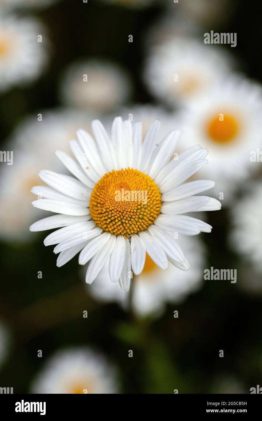 Leucanthemum vulgare. Une fleur en forme de pâquerette à œilleton unique sur un fond sombre. Banque D'Images