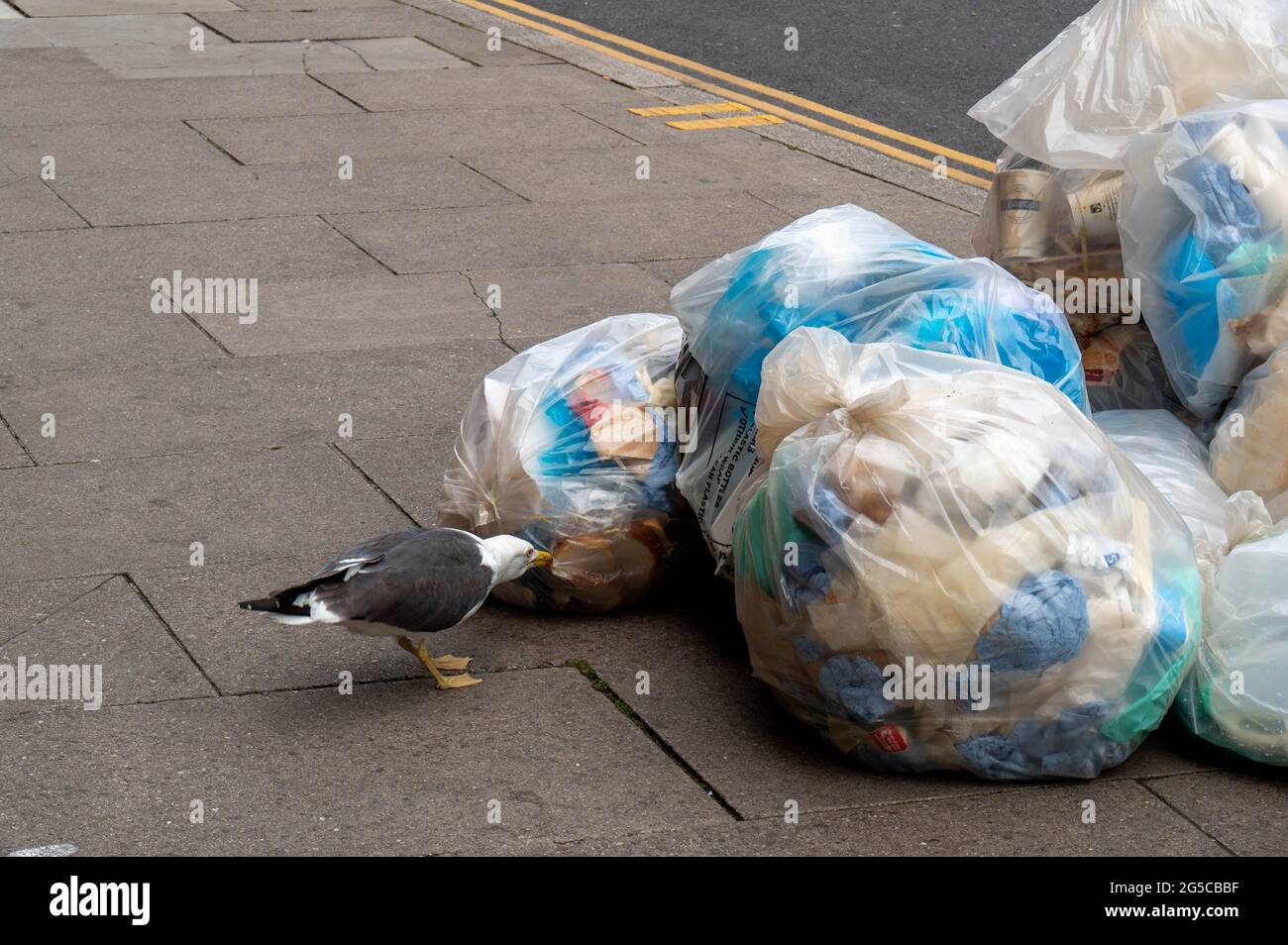 Mouette à dos noir tirant sur des sacs de déchets pleins de déchets dans les rues de Norwich et trouvant de la nourriture à manger Banque D'Images