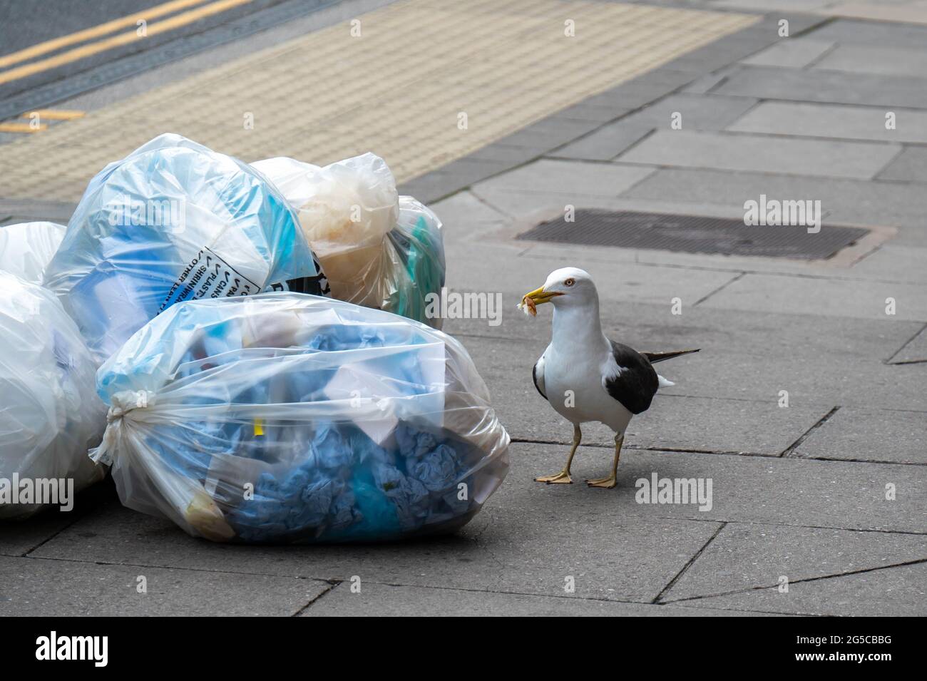 Mouette à dos noir tirant sur des sacs de déchets pleins de déchets dans les rues de Norwich et trouvant de la nourriture à manger Banque D'Images