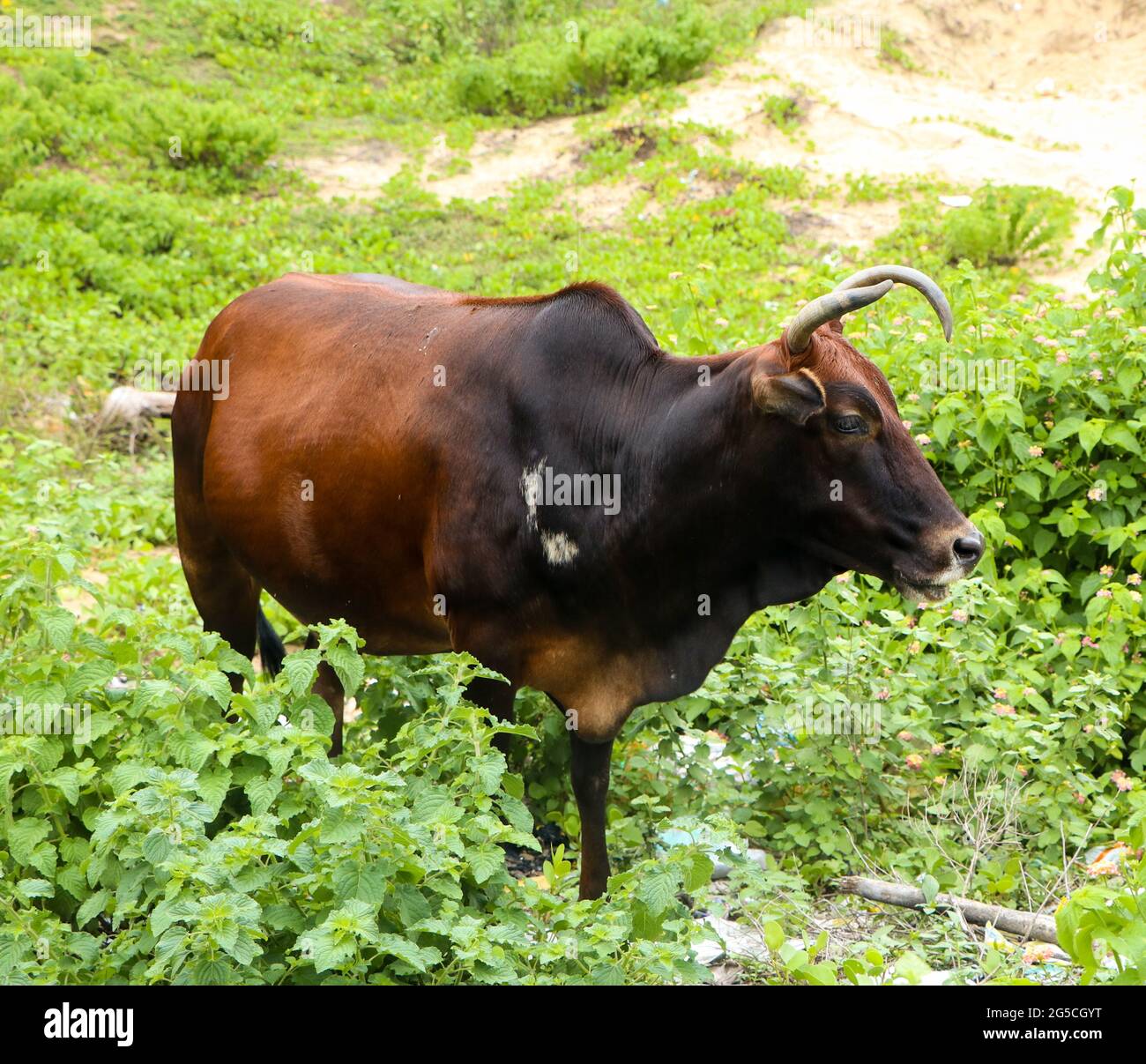 vache brun-noir foncé avec cornes courbées broutant dans le pré avec des feuilles et des plantes vertes Banque D'Images
