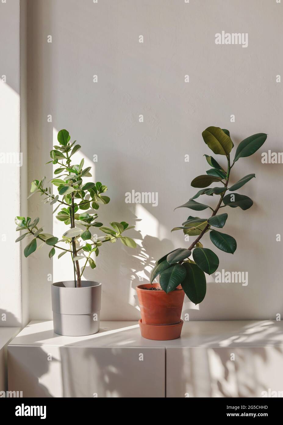 Deux plantes de pièce dans des pots sur des meubles blancs jettent des ombres sur le mur lisse tandis que le soleil brille du côté Banque D'Images