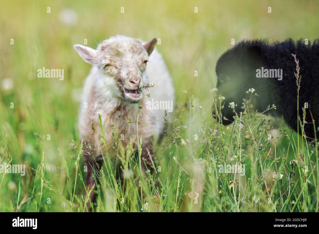 Un petit mouton ouessant (ou Ushant) qui broutage sur des tiges de pissenlit, un autre animal noir flou en premier plan près Banque D'Images