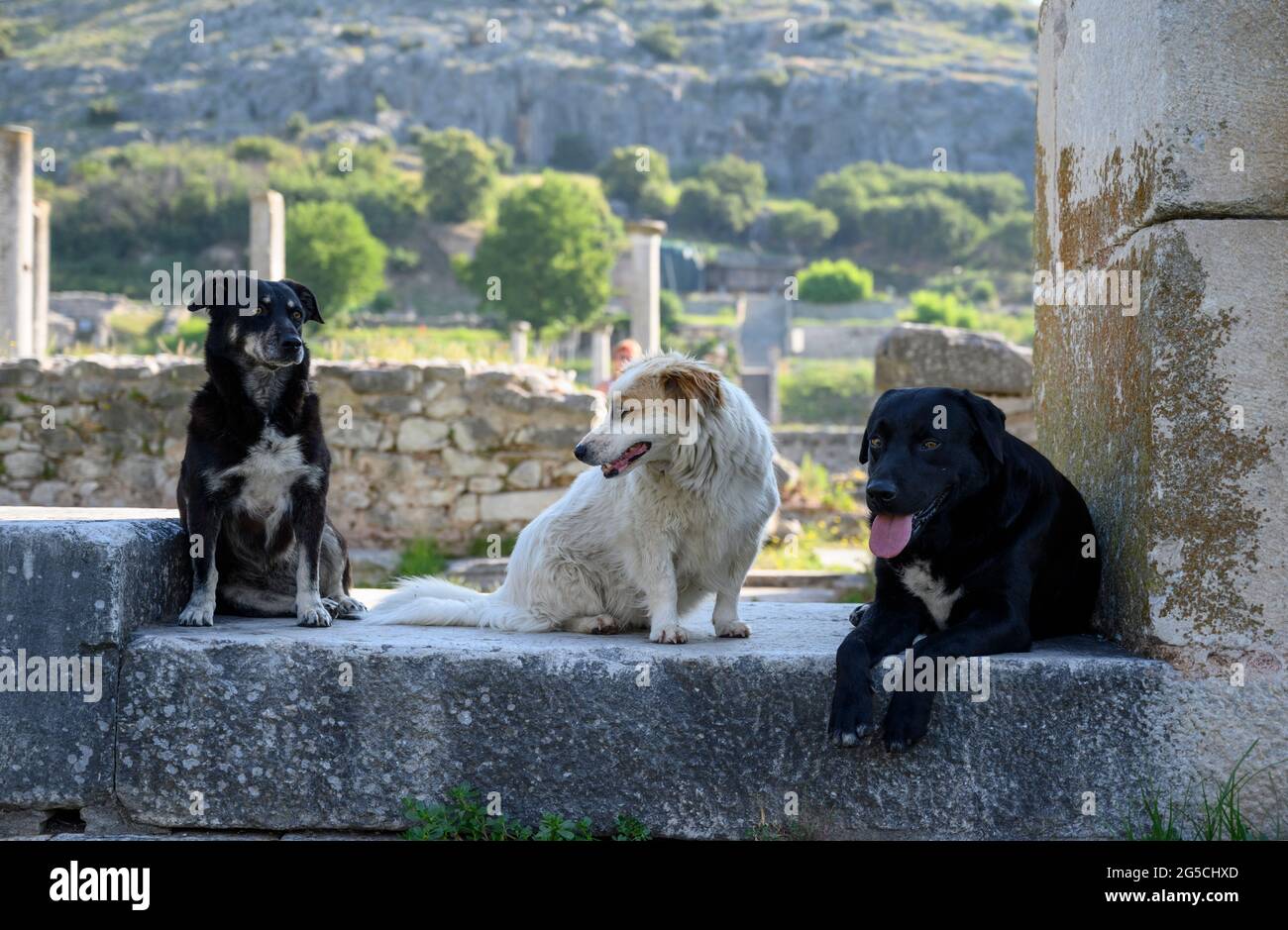 Trois chiens à Philippi, Grèce. Banque D'Images