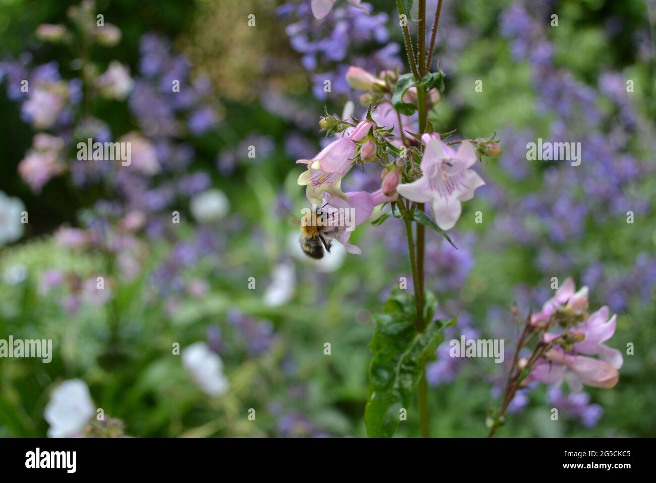 Penstemon digitalis 'Husker Red', penstemon 'Husker Red', dans un jardin anglais, visité par une abeille. Banque D'Images