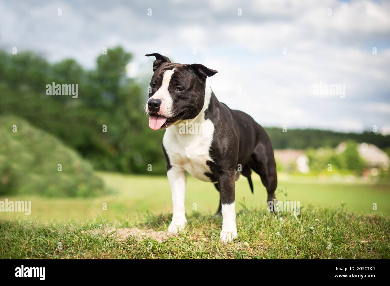 Staffordshire Terrier noir et blanc Banque D'Images
