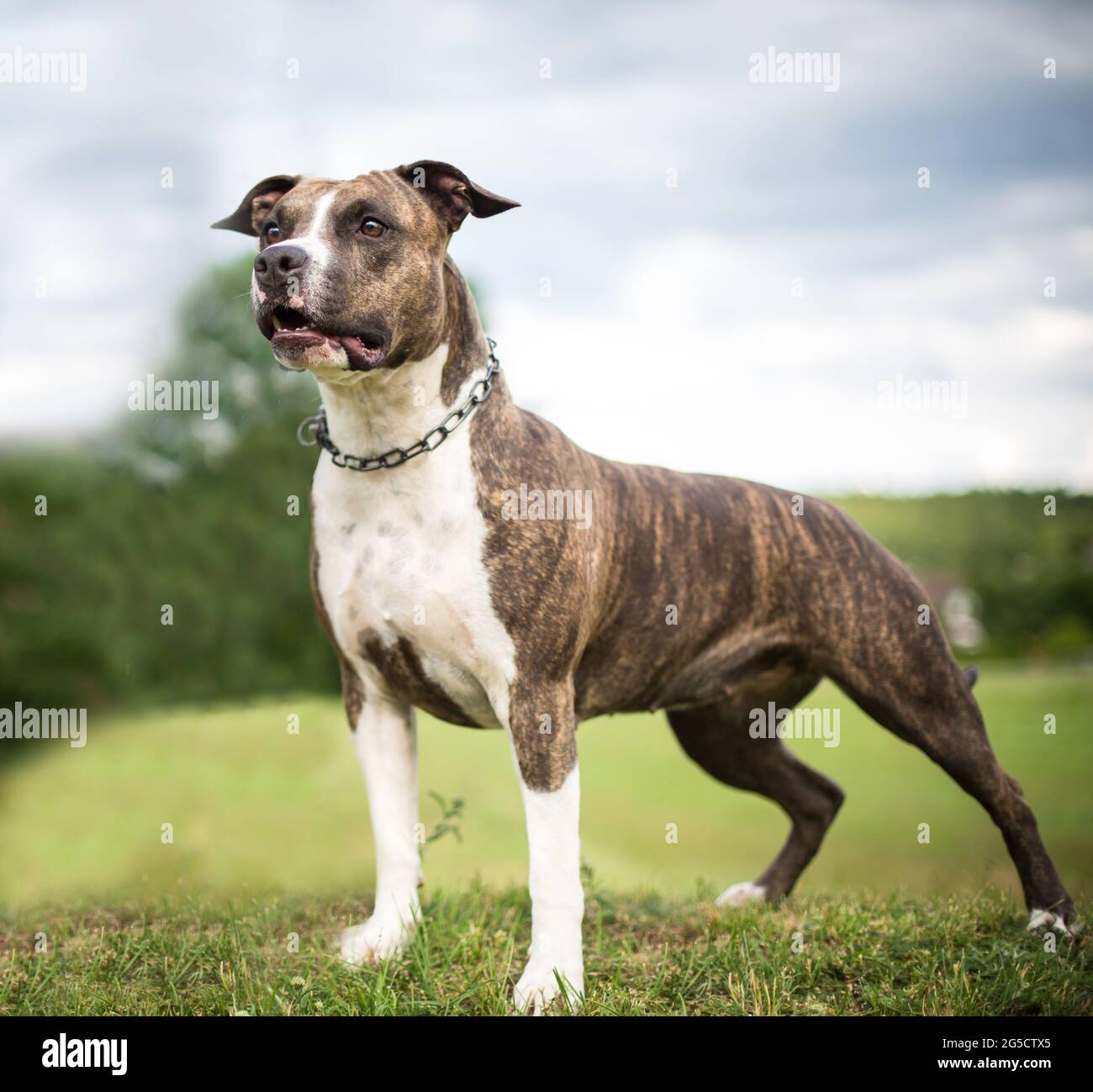 Brindle American Staffordshire Terrier Banque D'Images