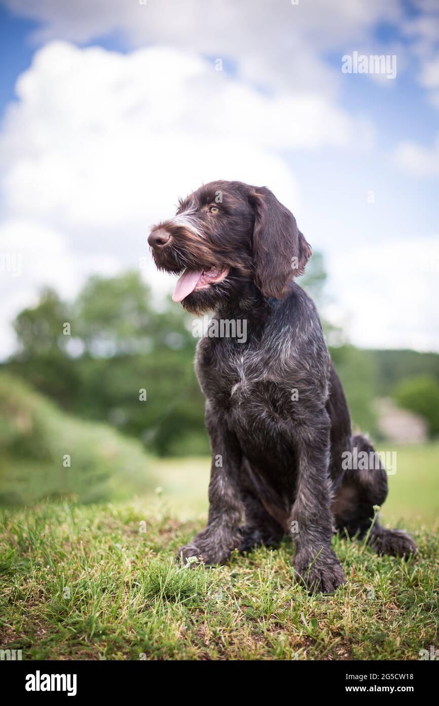 Braque Allemand chiot Banque D'Images